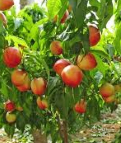 فروش شلیل