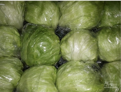 فروش کلم پیچ