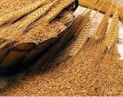فروش گندم