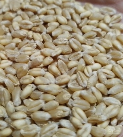 فروش گندم