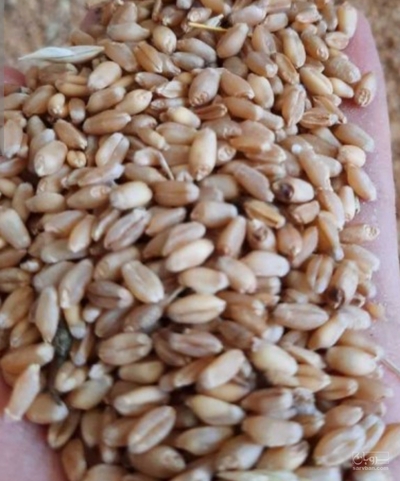 فروش گندم