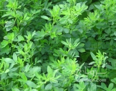 فروش یونجه