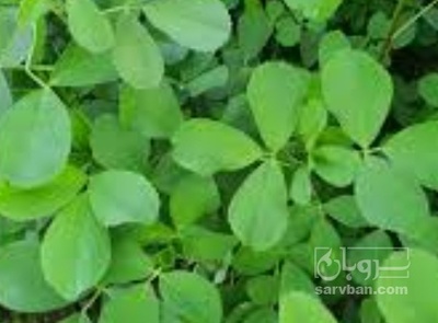 فروش یونجه