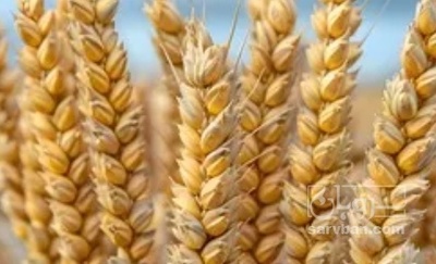 فروش گندم
