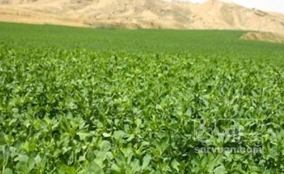 فروش یونجه