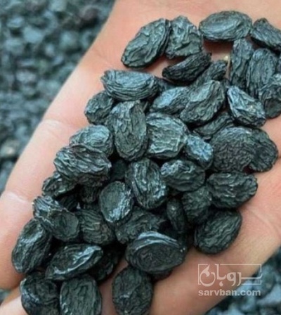 فروش مویز بی هسته