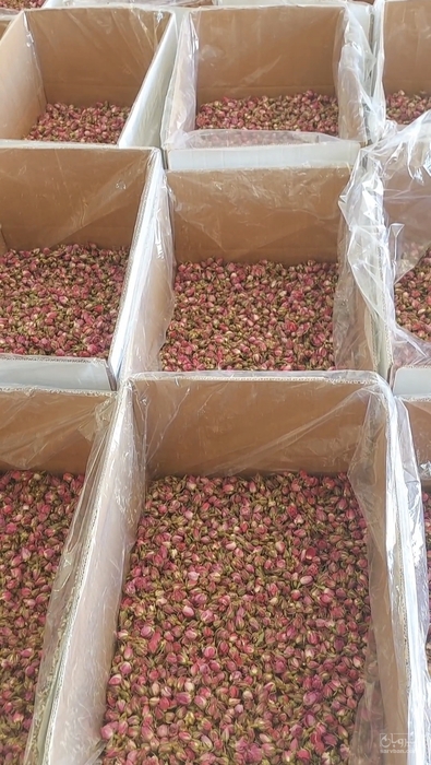 فروش غنچه گل محمدی (گیاه‌ دارویی)