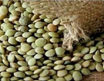 فروش عدس درشت