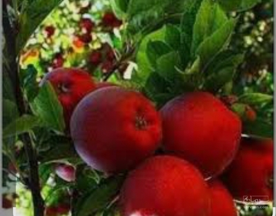 فروش سیب قرمز