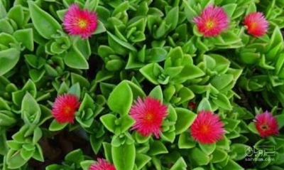 فروش گل نازیخی