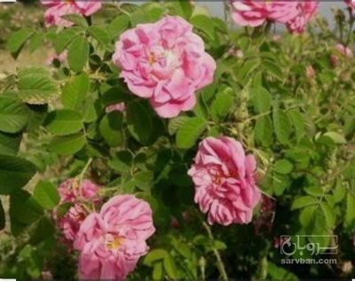 فروش گل محمدی (گیاه‌ دارویی)