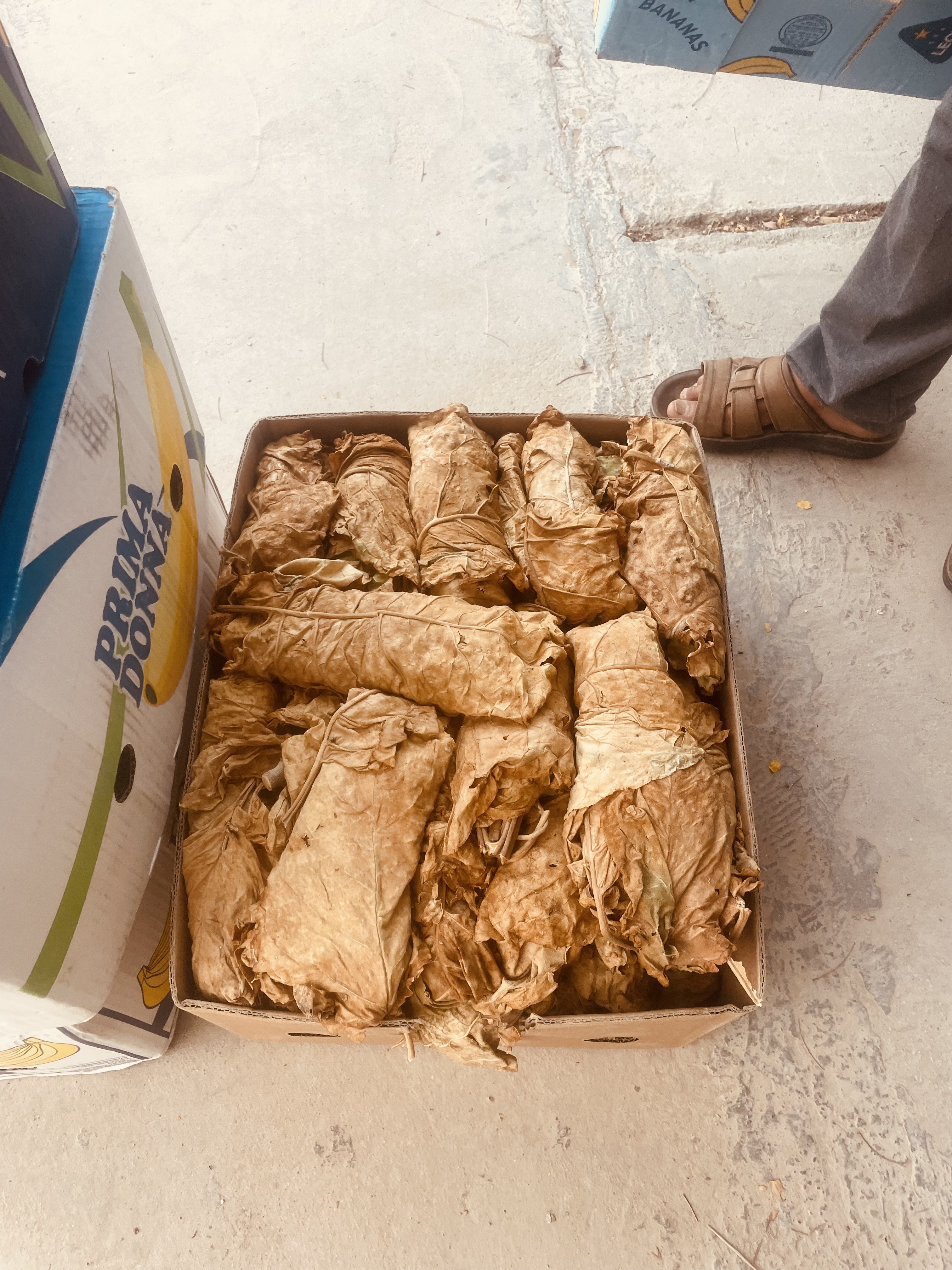 فروش تنباکو برازجونی بنیاد