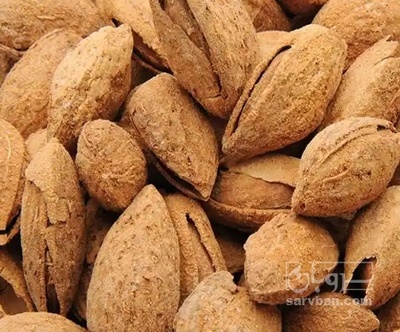 فروش بادام کاغذی