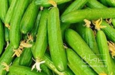 فروش خیار خیار شوری