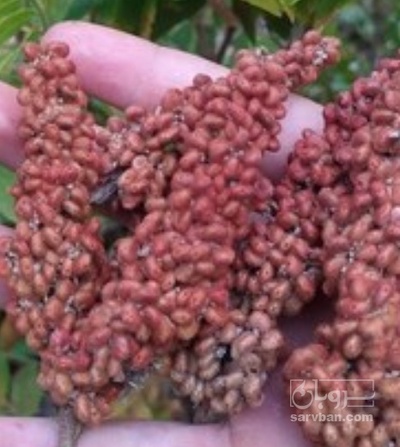 فروش سماق خوشه ایی