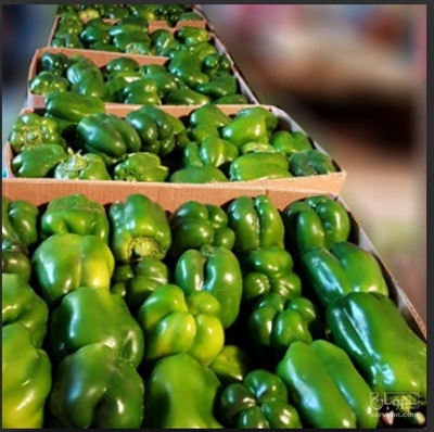 فروش فلفل دلمه ای