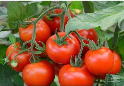 فروش گوجه فرنگی