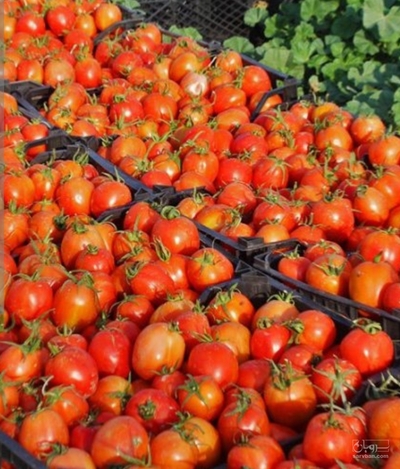 فروش گوجه فرنگی