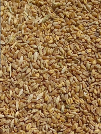 فروش گندم