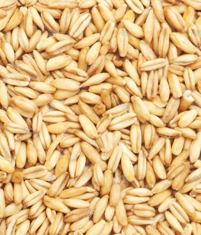 فروش جو