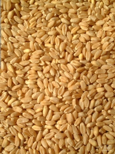 فروش گندم