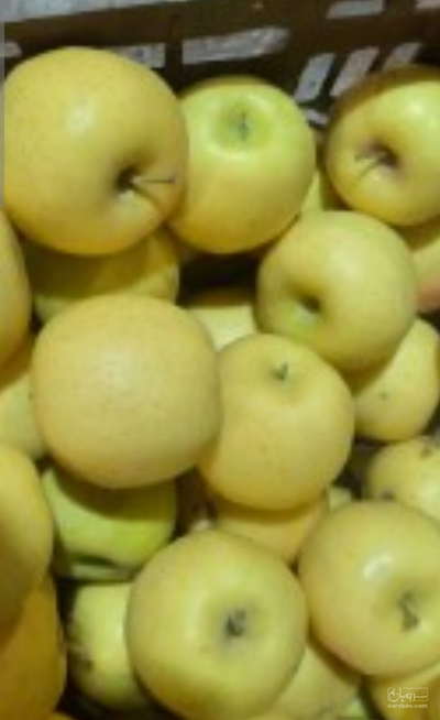 فروش سیب