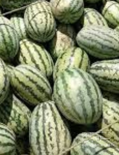 فروش هندوانه دراگون