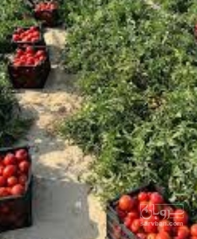 فروش گوجه فرنگی