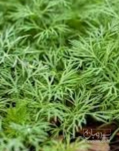 فروش شوید تازه