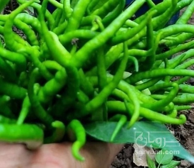فروش فلفل شیرین