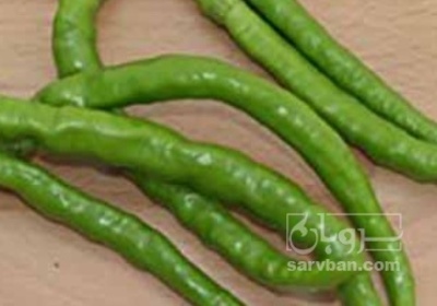 فروش فلفل تند