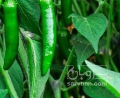 فروش فلفل دو مزه