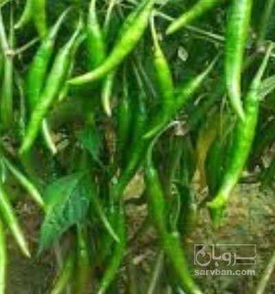 فروش فلفل خیلی تند