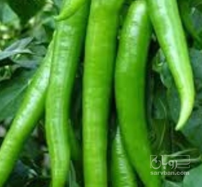 فروش فلفل قلمی شیرین