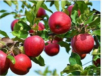 فروش سیب قرمز