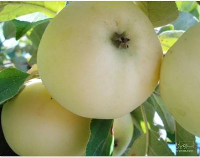 فروش سیب زرد