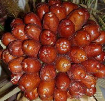 فروش سنجد