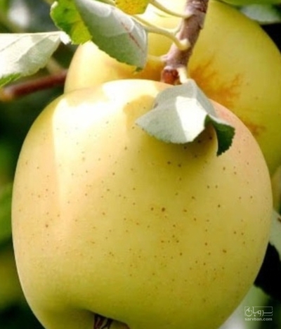 فروش سیب زرد