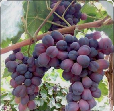 فروش انگورشاهانی