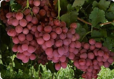 فروش انگورسرخ فخری