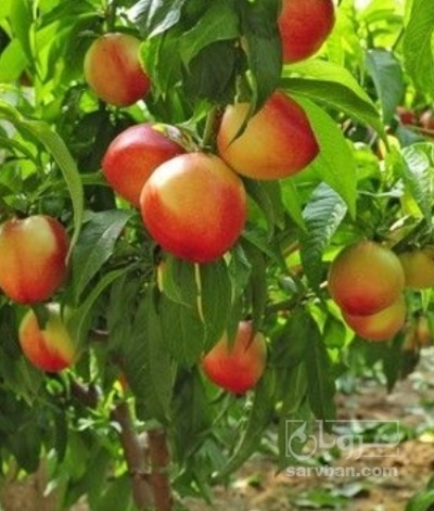 فروش شلیل
