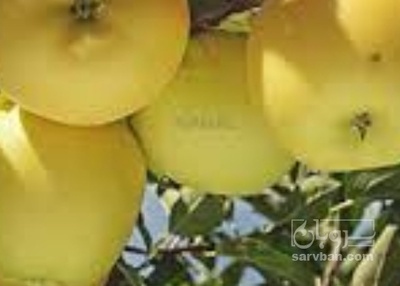 فروش سیب زرد