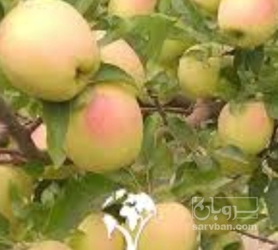 فروش سیب زرد