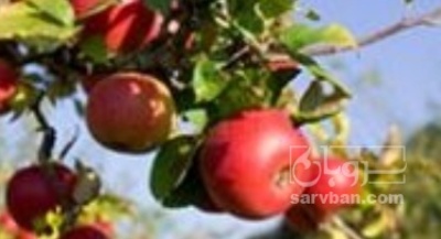 فروش سیب قرمز