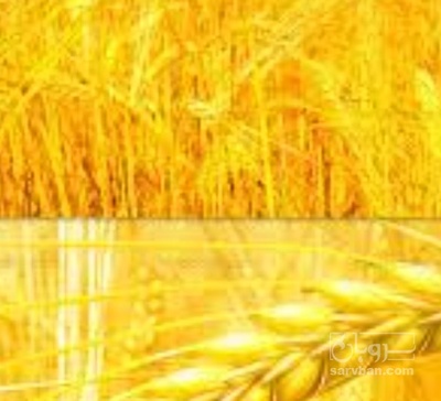 فروش گندم