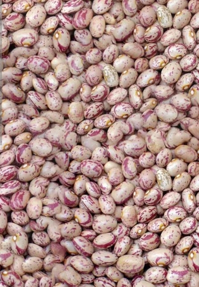 فروش لوبیا چیتی