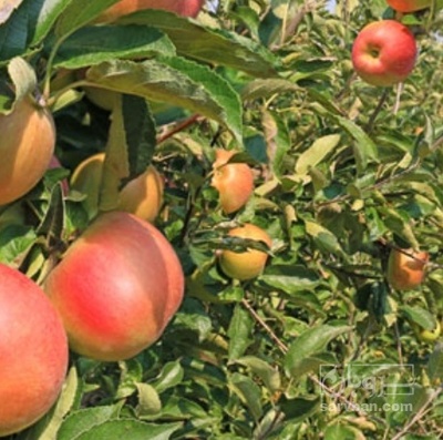 فروش سیب قرمز