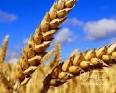 فروش گندم
