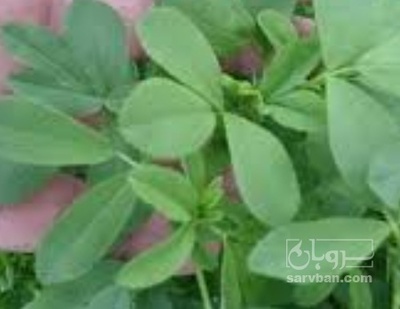 فروش یونجه