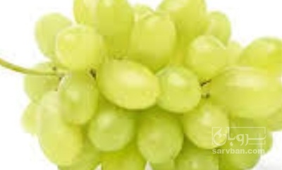 فروش انگور